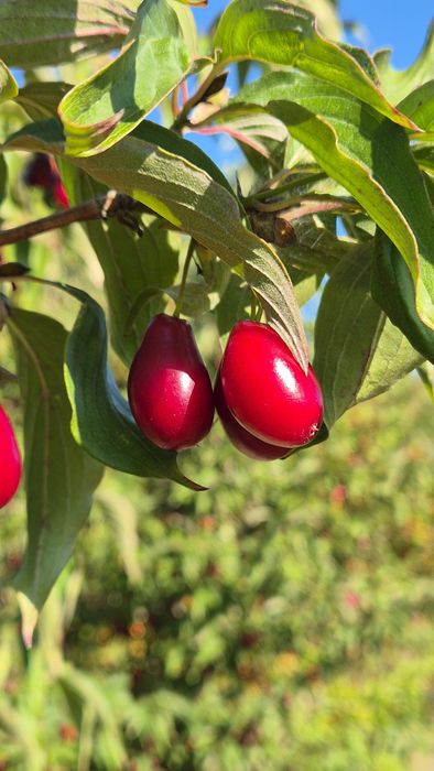 Dereń 2026 - owoce derenia prosto z plantacji - Tarczyn