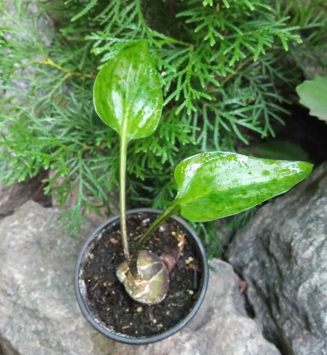 Комнатные растения