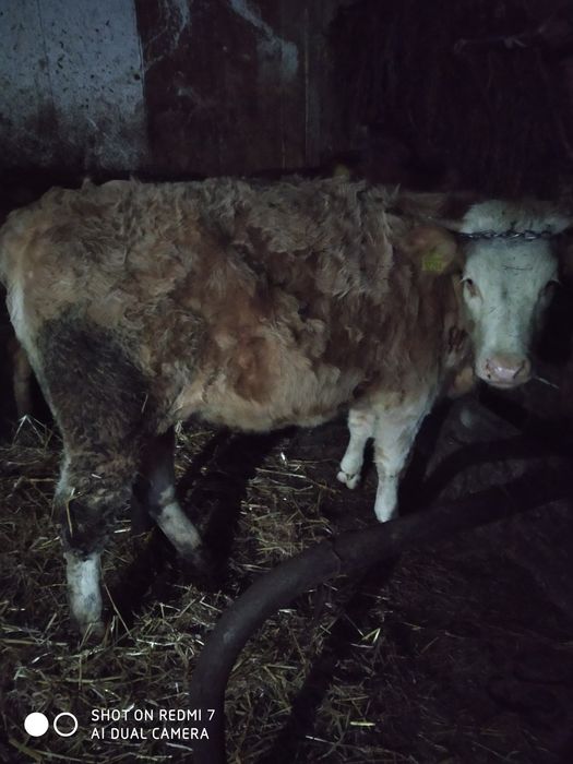 Jałówka cielna szarolez mieszana z sm