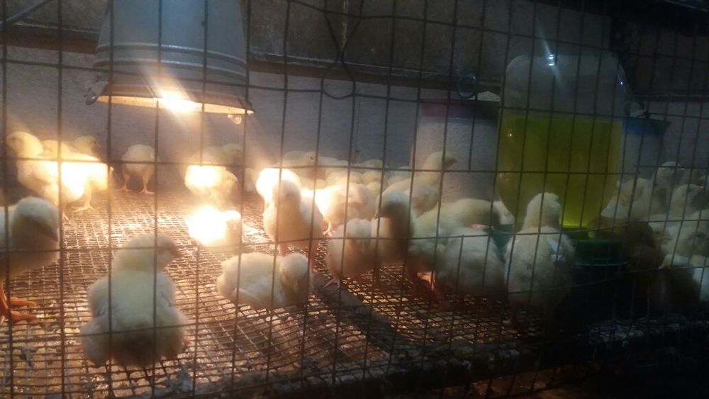 Продам  бройлера суточного