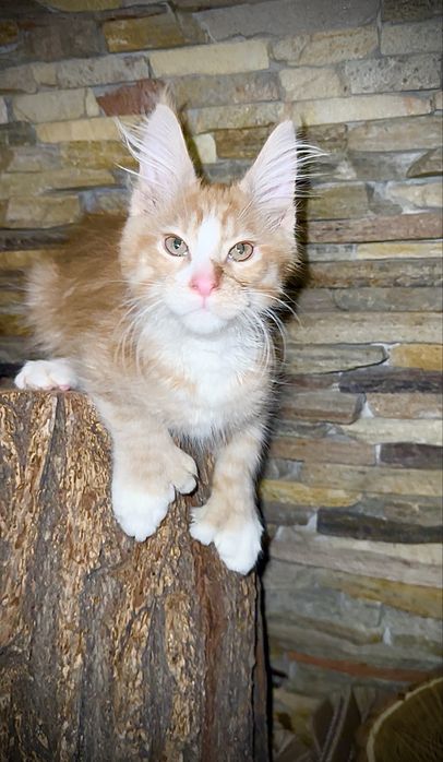 Сонячний хлопчик мейн-кун полідакт