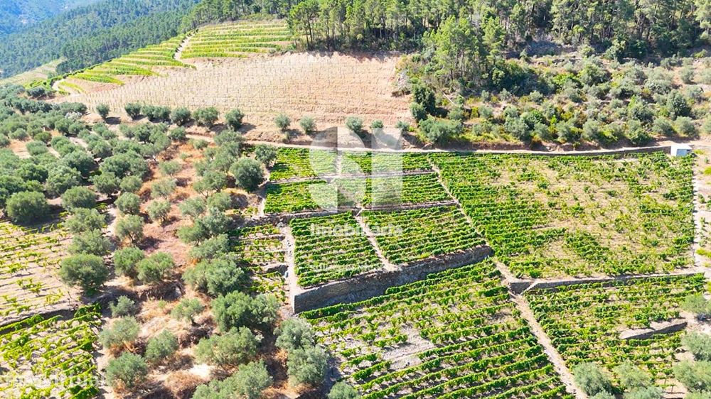 Terreno / vinha - Douro Vinhateiro