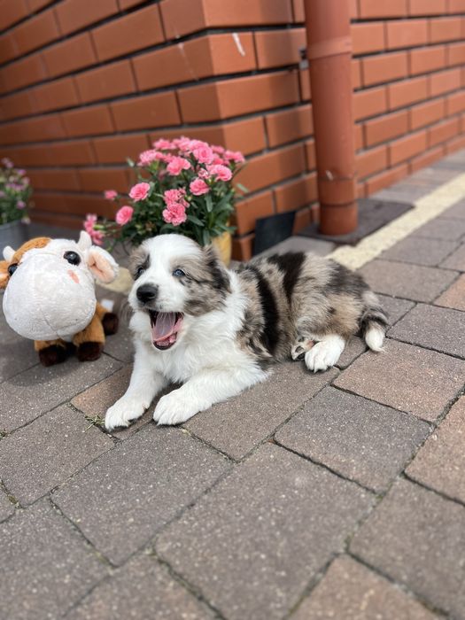 Border Collie - Piesek Seal Merle