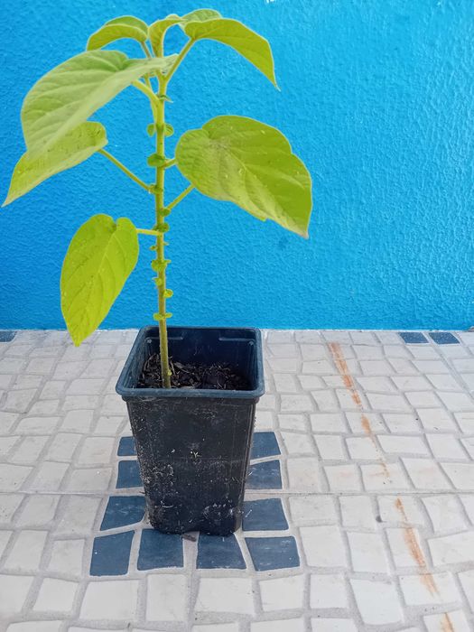 Arvore tamarilho amarelo anao