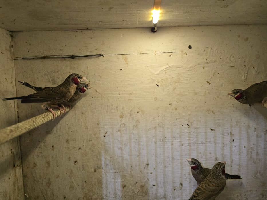 Amadyna obrożna, samce.