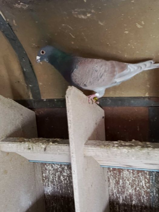 Pocztowe rubella sooty indigo