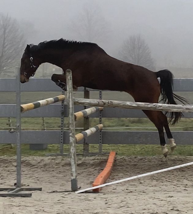 Klacz 6 lat Zangersheide Namelus R - Heartbreaker - Diamant de Semilly