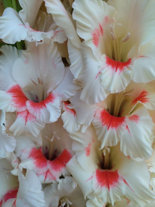 Луковиці гладіолусів,калл та жоржин