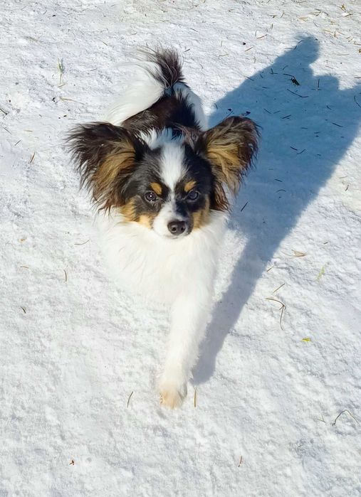 Papillon piesek tricolor ZKwP/ FCI