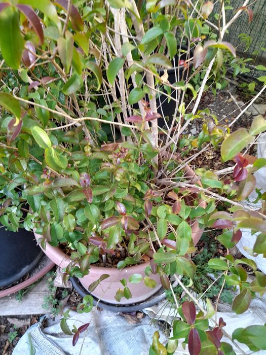 Arbusto de fruta pitanga