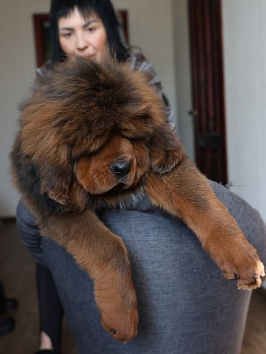 Мальчик Тибетский мастиф