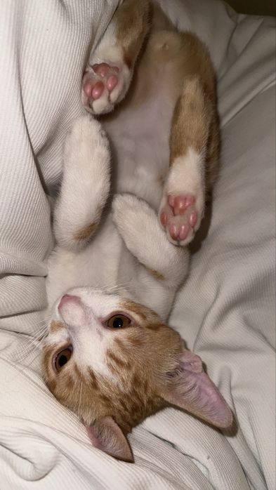 Gatinho para adoção