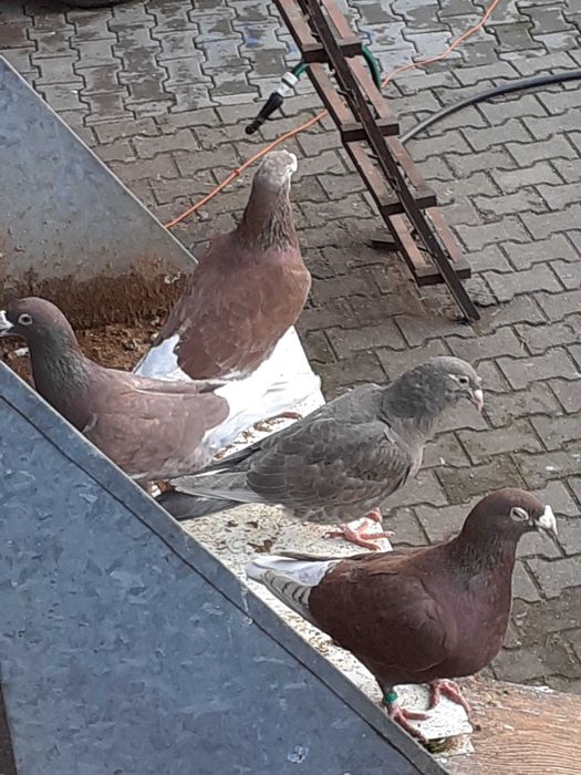 staropolskie czerwone