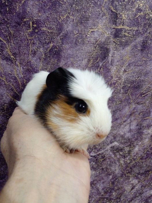 Ребеночек свинки!