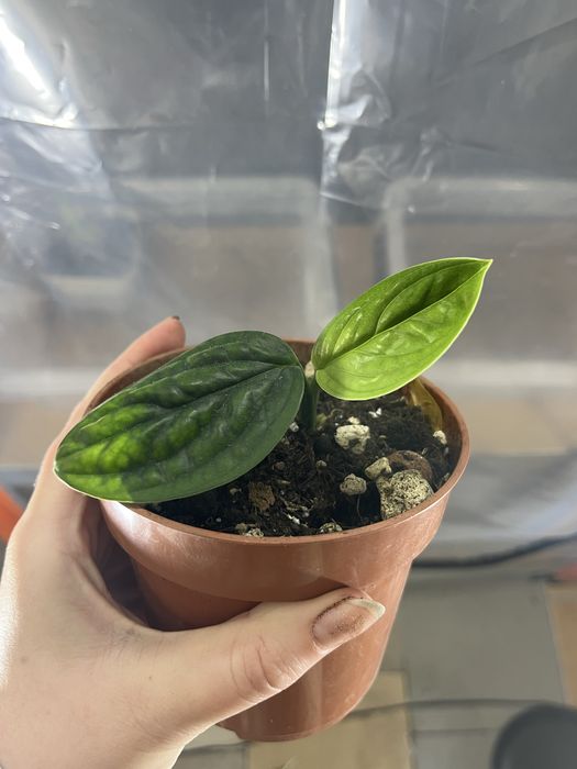 Monstera sp peru variegata regres