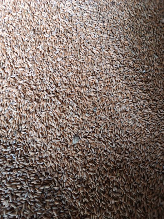 Pszenżyto ozime 2025