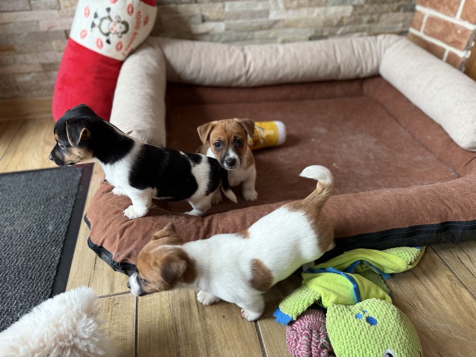 Jack Russel Terrier szczeniak z rodowodem