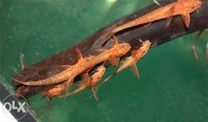 GB Loricaria RED Lizard, "Zbrojnik Czerwony"