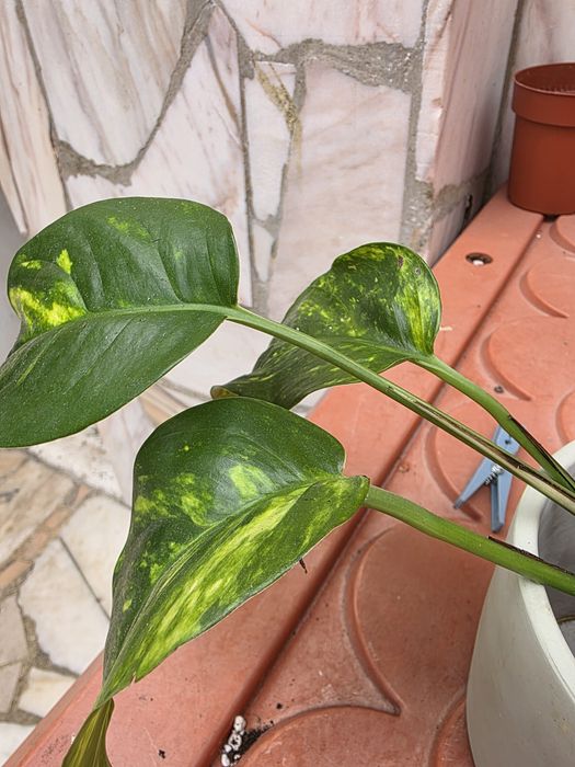 Epipremnum aureum/goldfingerm 
Planta adulta e folhas com recortes.
Tenho também cortes disponíveis, para outros valore