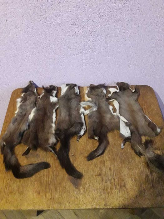 Хутро норки, шкурки.