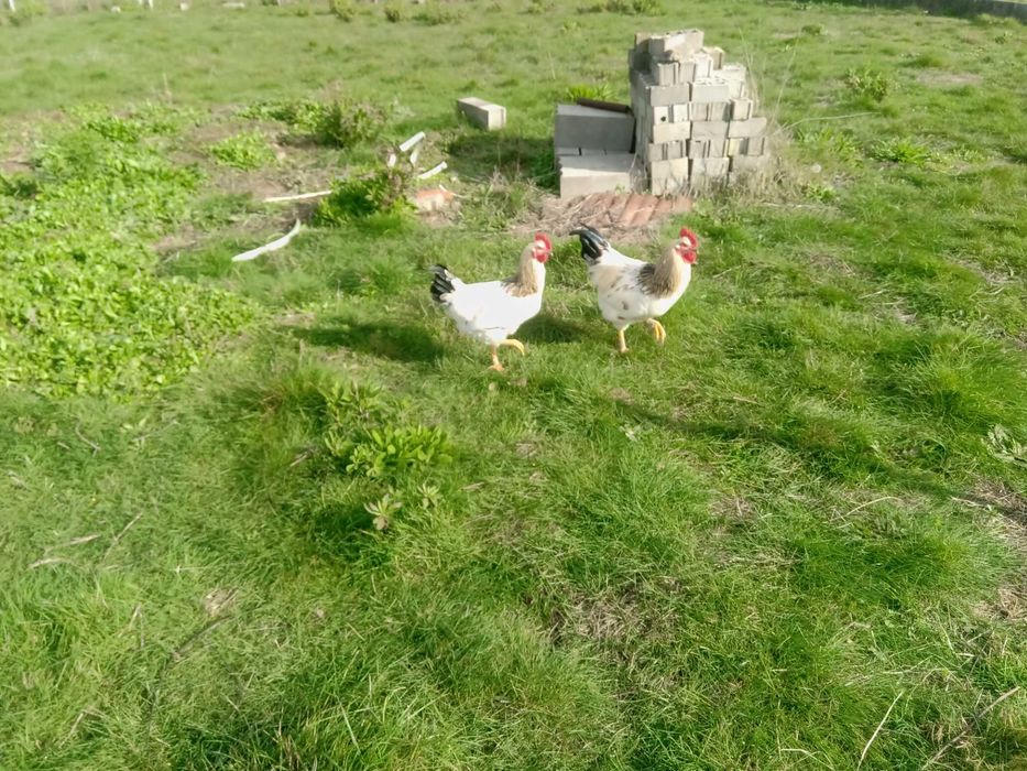 Galos cruzados criados ao ar livre