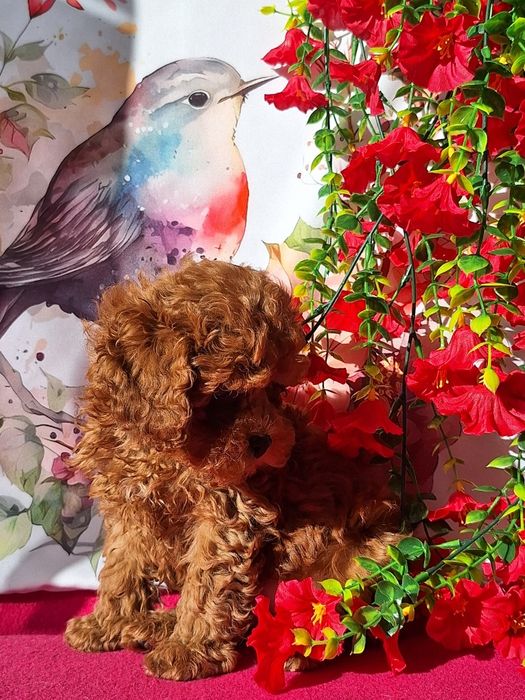 Cavapoo Red Brown z certyfikatem i paszportem
