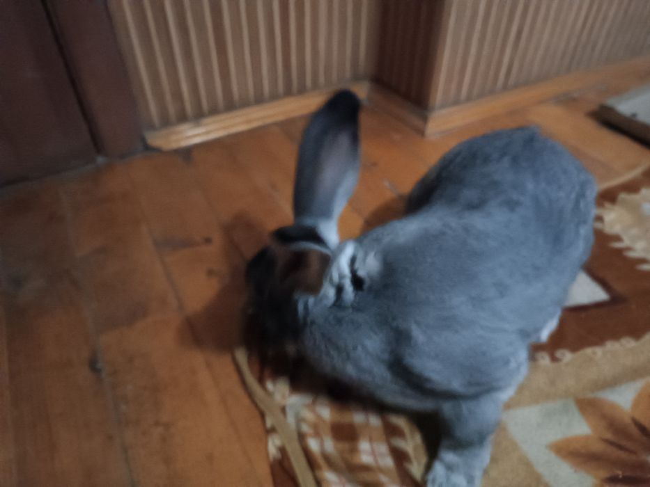 Продам самця  радянської шиншили