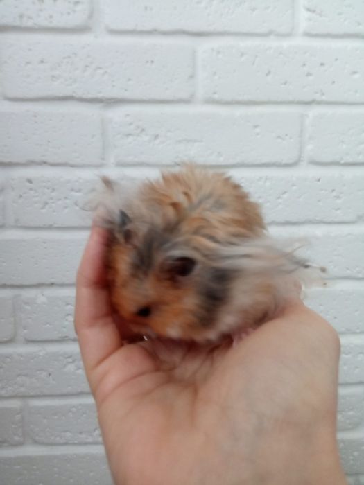 Пушистые мягкие красивые рыжие ручные хомячки купить в Харькове хомяк