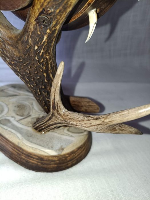 Poroże jelenia zegar trofeum