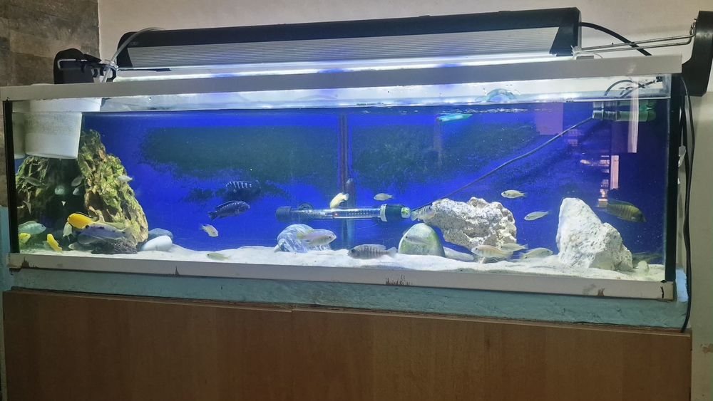 120x40x40 aquario