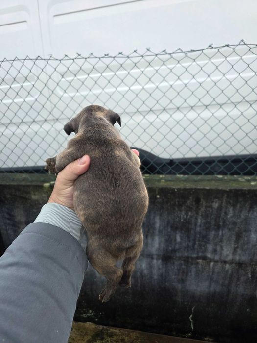 Bulldog frances tigrado femea