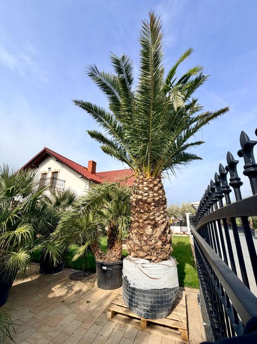 Palma królewska daktylowiec kanaryjski sam Pień 150cm potężny wielki