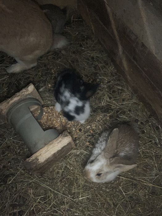 продам кролів.