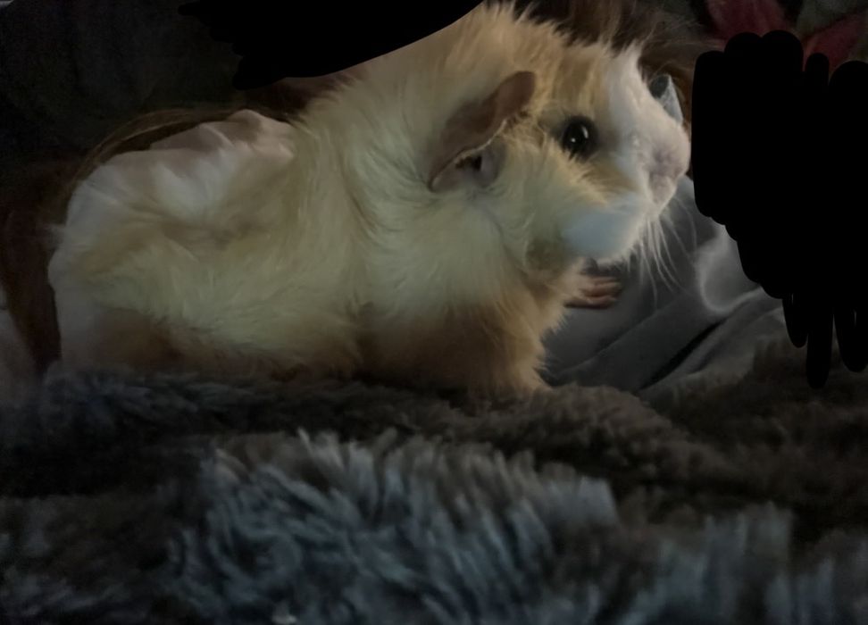 Świnka morska abisyńska - samiec