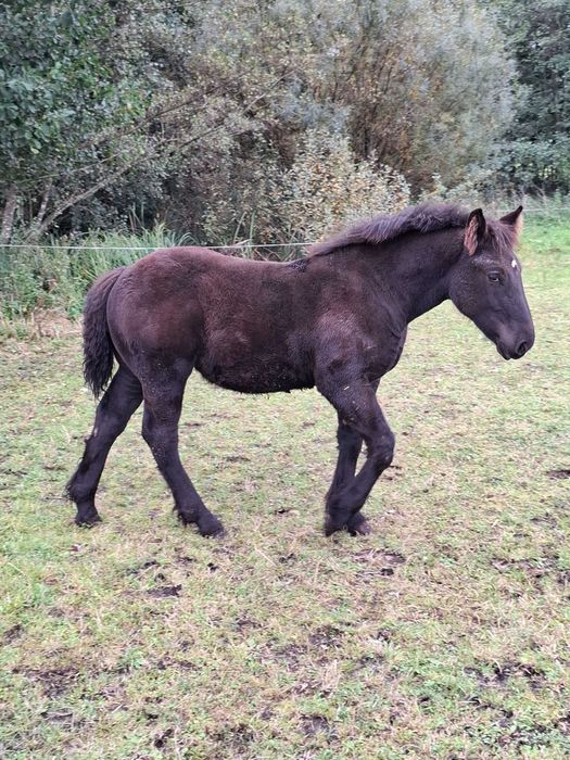 Sprzedam źrebaki programowe, sztumskie z obustronnym pochodzeniem