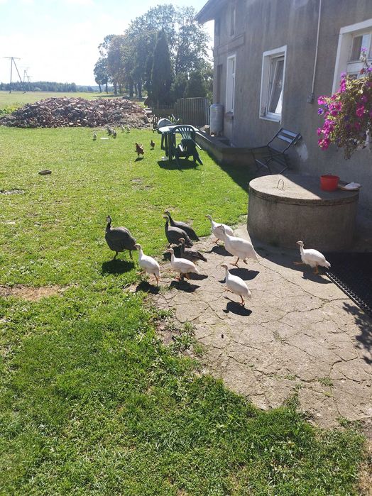 Sprzedam Młode Perliczki