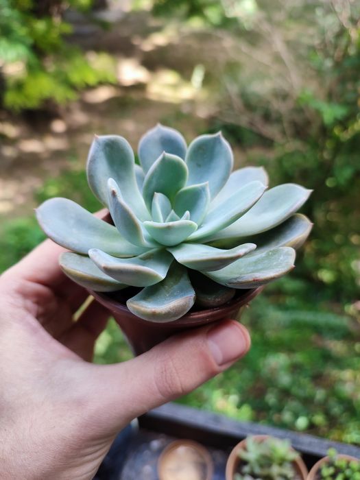 Эхеверия суккуленты эчеверия суккулент: 5 грн. - Кімнатні рослини ...