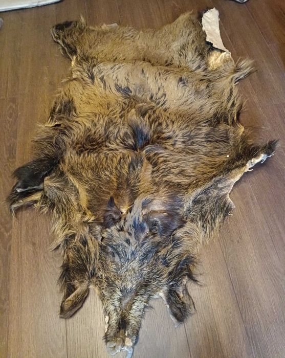 Trofeum, skóra dzika