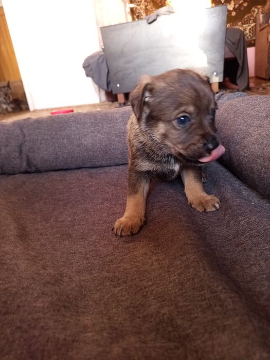 Віддам безкоштовно щенят