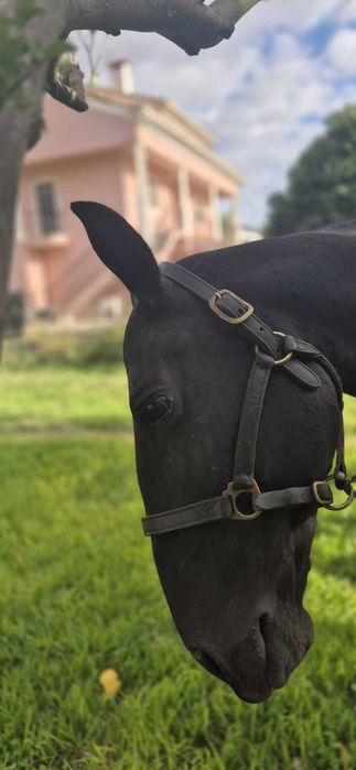Égua Lusitana (PSL) preta - doce e excelente mãe