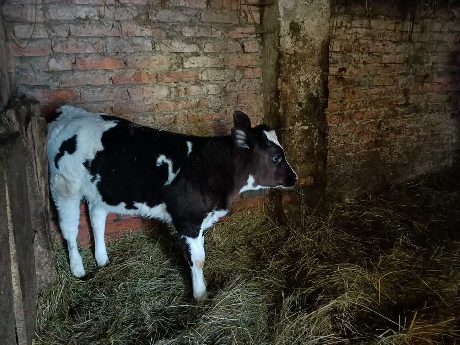 Продам дві телиці