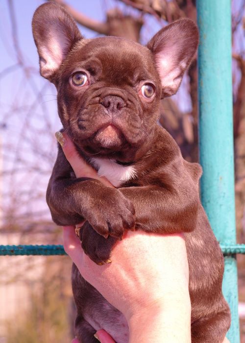 Принцессы ждут семью