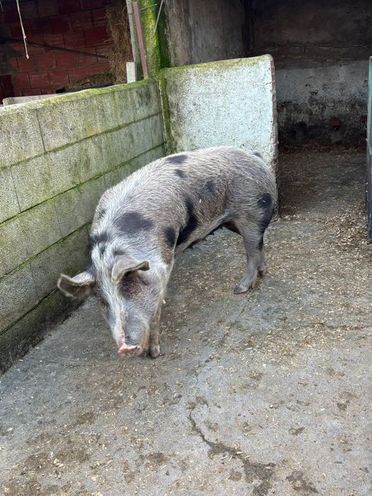 porca pietrain  para venda