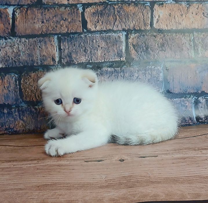 Котик шиншила колор-поінт
