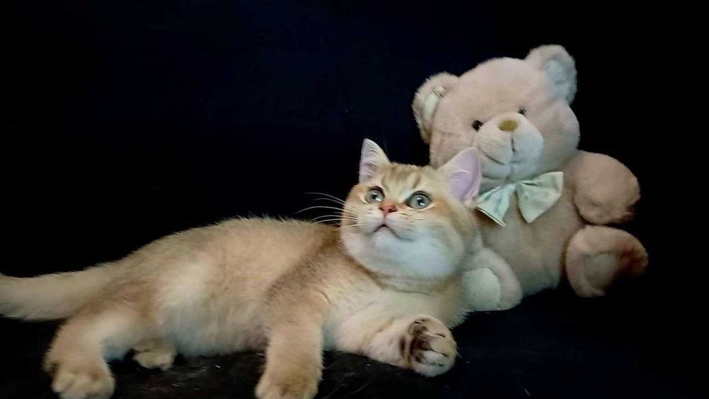 Золоті красунчики хлопчики кошенята.