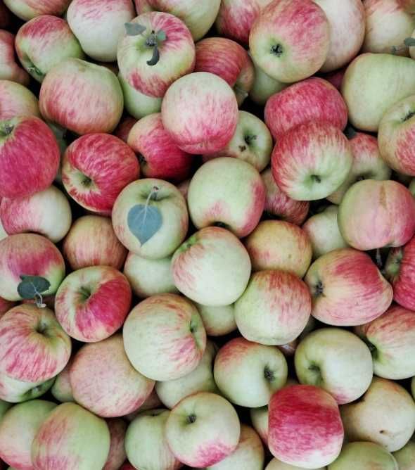 Jabłka gruszki z własnego sadu  paczka 10kg jabłek i 10kg gruszek