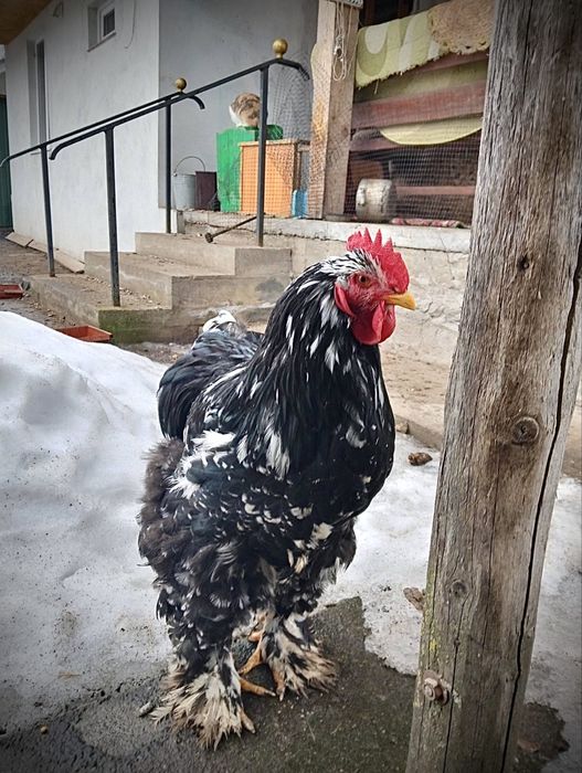 Півні брама кокінхін мармуровий