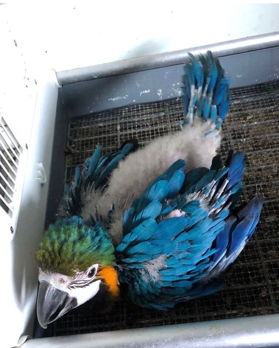 Arara araraúna para ceder