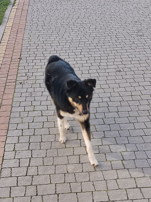 Чей потеряшка, срочно