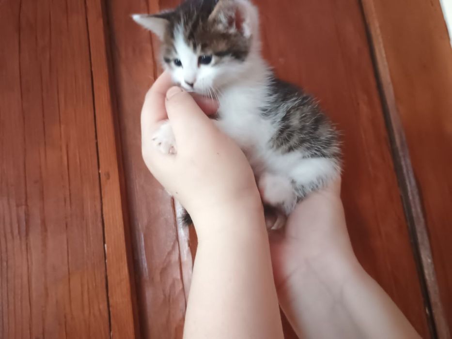 Кошенята .віслоуха дівчинка і три хлопця